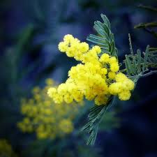 mimosa